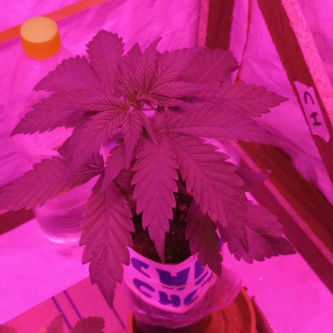 La maldita cheta  growlog timeline photo