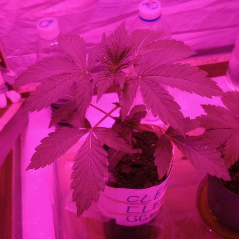 Clericó perroo growlog timeline photo