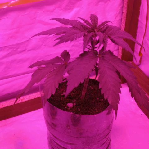 La maldita cheta  growlog timeline photo