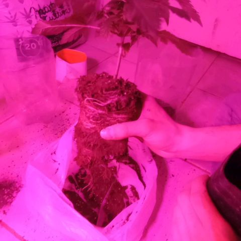 La maldita cheta  growlog timeline photo