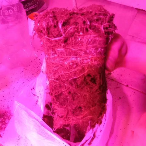 Clericó perroo growlog timeline photo