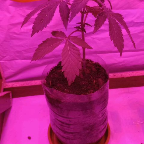 Clericó perroo growlog timeline photo