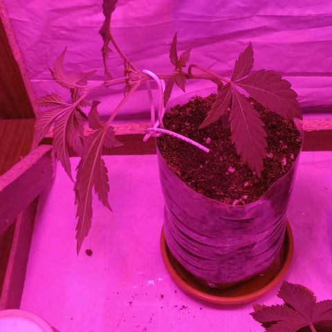 Clericó perroo growlog timeline photo