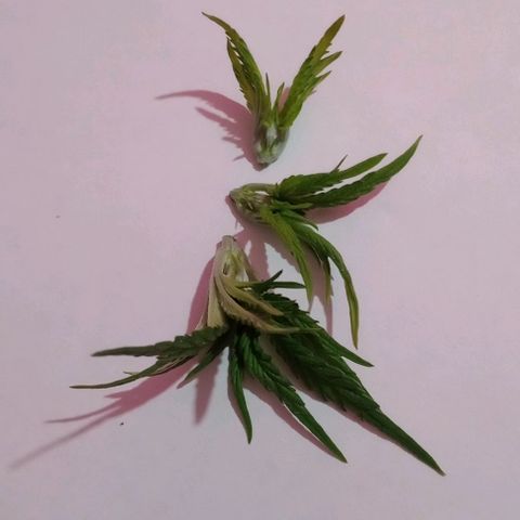 La maldita cheta  growlog timeline photo