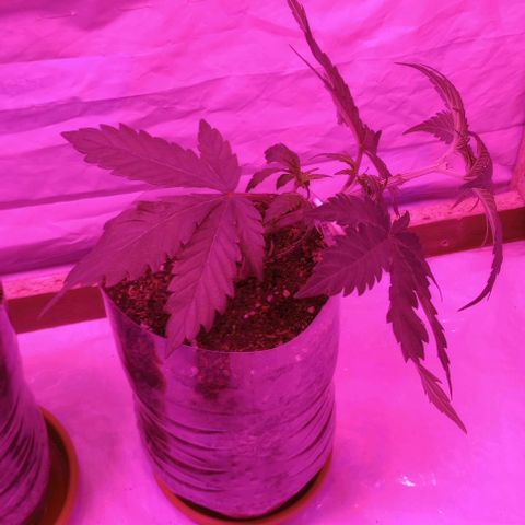 La maldita cheta  growlog timeline photo