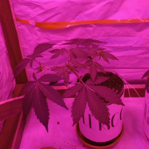 Clericó perroo growlog timeline photo