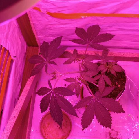 Clericó perroo growlog timeline photo