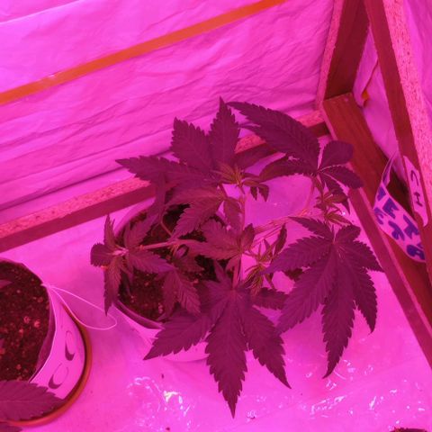 La maldita cheta  growlog timeline photo