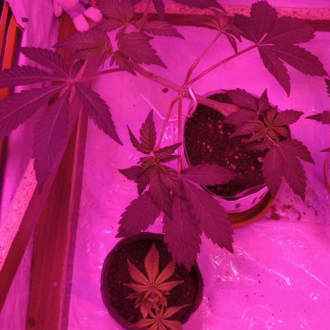 Clericó perroo growlog timeline photo