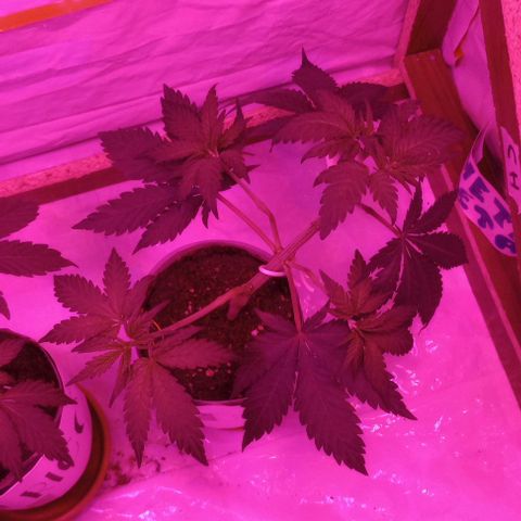 La maldita cheta  growlog timeline photo