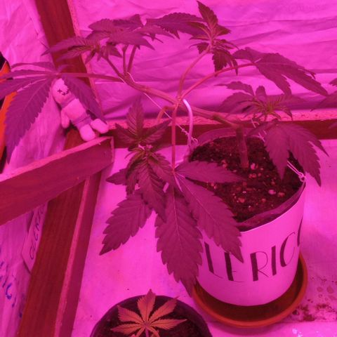 Clericó perroo growlog timeline photo