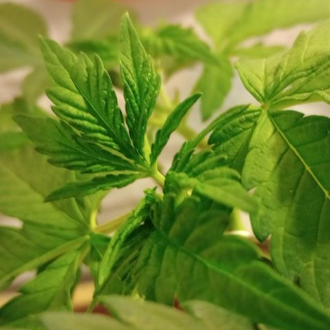 Clericó perroo growlog timeline photo