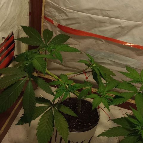 Clericó perroo growlog timeline photo