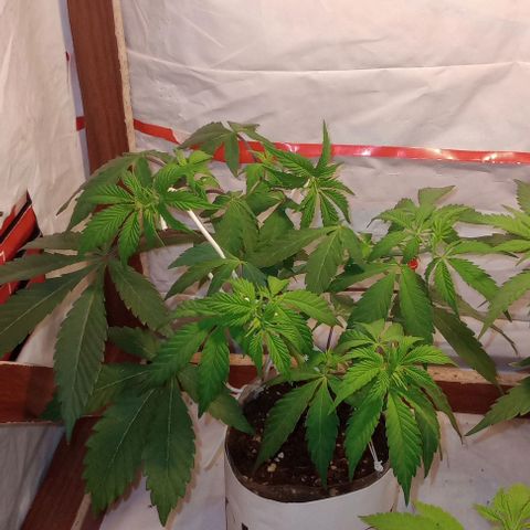 Clericó perroo growlog timeline photo