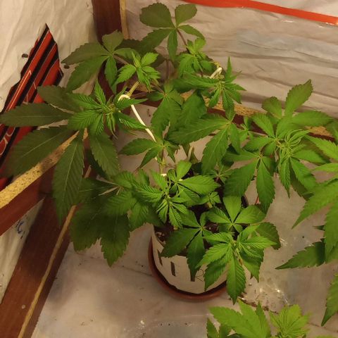 Clericó perroo growlog timeline photo