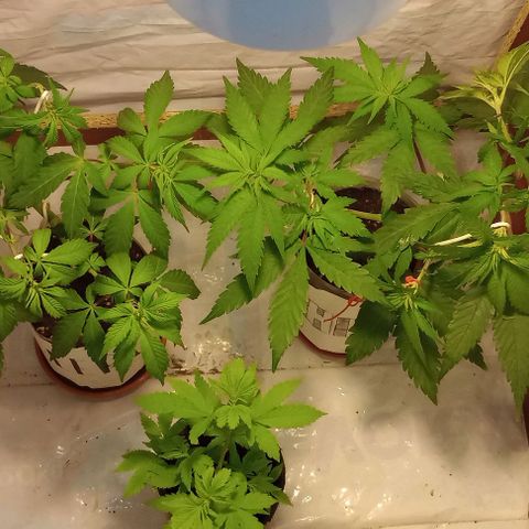 La maldita cheta  growlog timeline photo