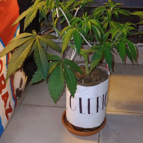 Clericó perroo growlog timeline photo