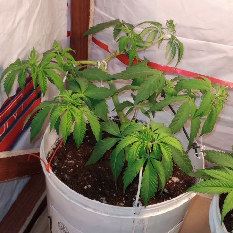 Clericó perroo growlog timeline photo