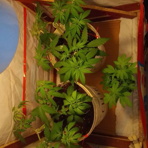 La maldita cheta  growlog timeline photo