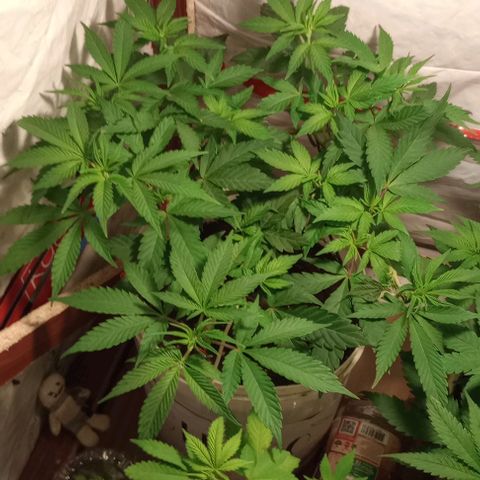 Clericó perroo growlog timeline photo