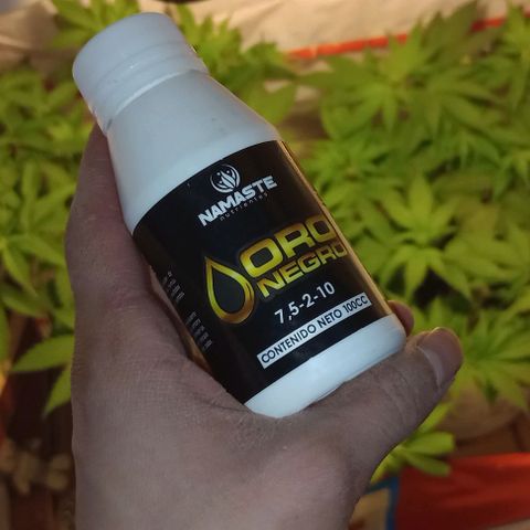 Clericó perroo growlog timeline photo