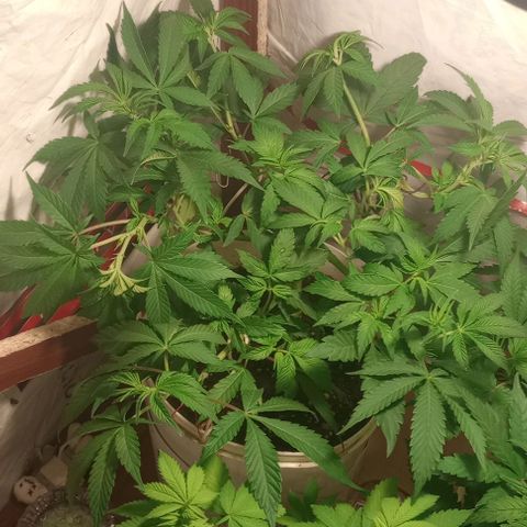Clericó perroo growlog timeline photo