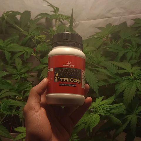Clericó perroo growlog timeline photo