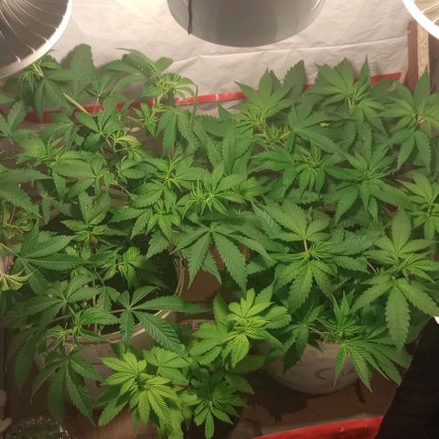 Clericó perroo growlog timeline photo