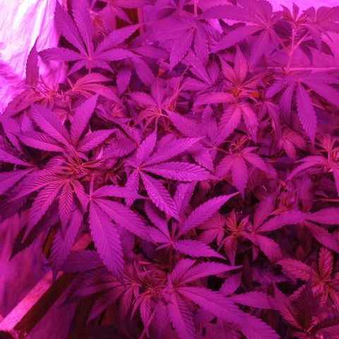 Clericó perroo growlog timeline photo