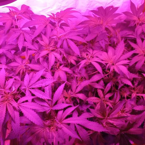 Clericó perroo growlog timeline photo