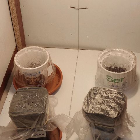 Clerico (exterior) growlog timeline photo