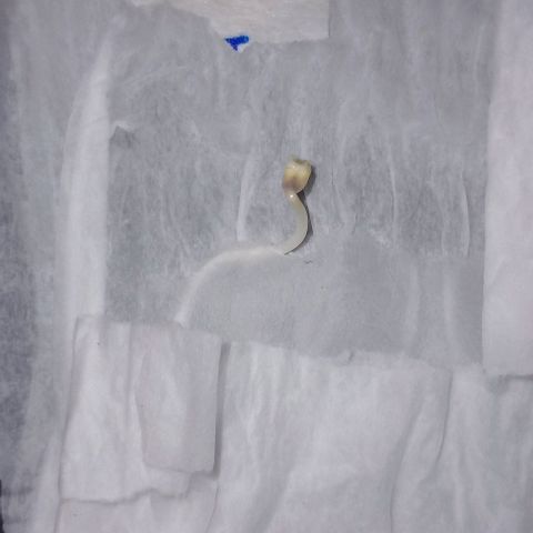 Cheta (exterior) growlog timeline photo
