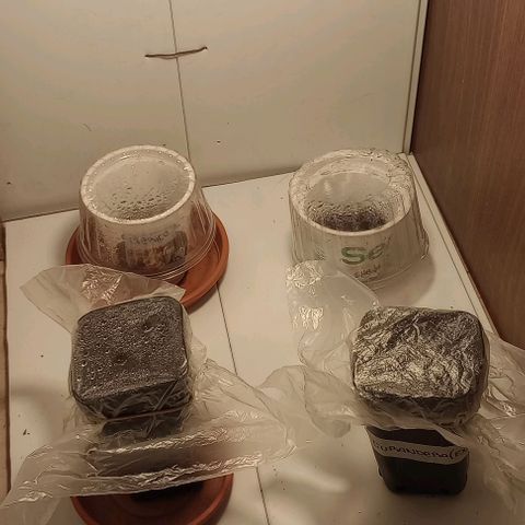 Cheta (exterior) growlog timeline photo