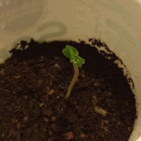 Cheta (exterior) growlog timeline photo