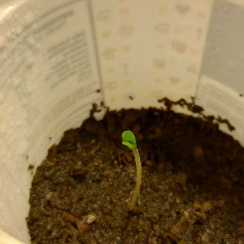 Clerico (exterior) growlog timeline photo