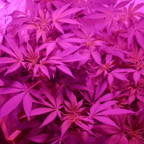 Clericó perroo growlog timeline photo