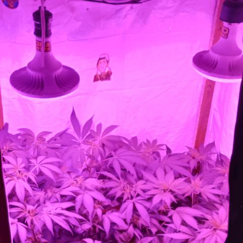 Clericó perroo growlog timeline photo