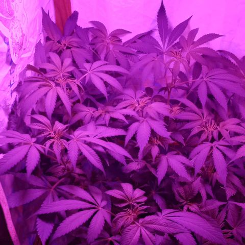 Clericó perroo growlog timeline photo