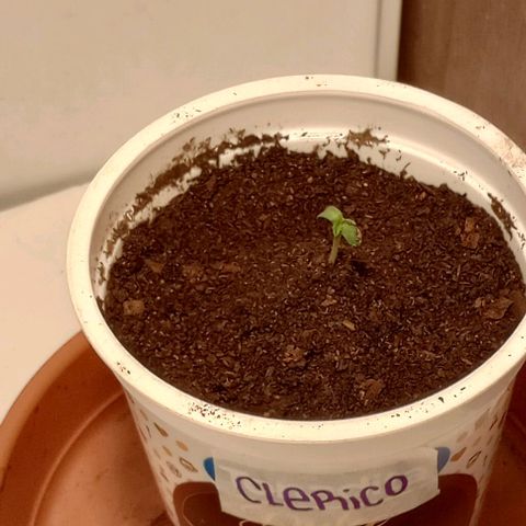 Clerico (exterior) growlog timeline photo