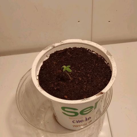 Cheta (exterior) growlog timeline photo