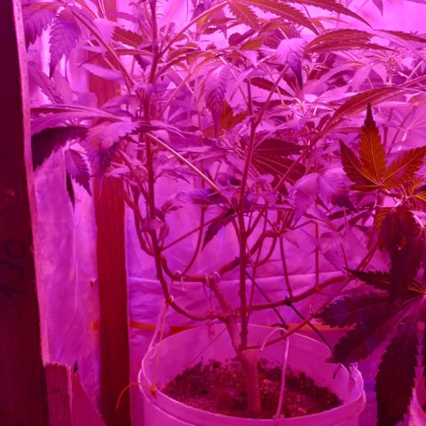 Clericó perroo growlog timeline photo