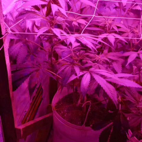 Clericó perroo growlog timeline photo