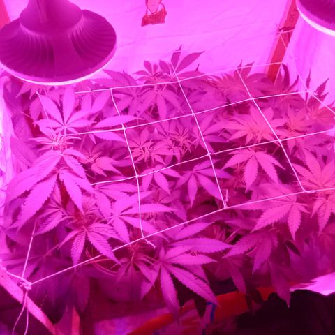 La maldita cheta  growlog timeline photo