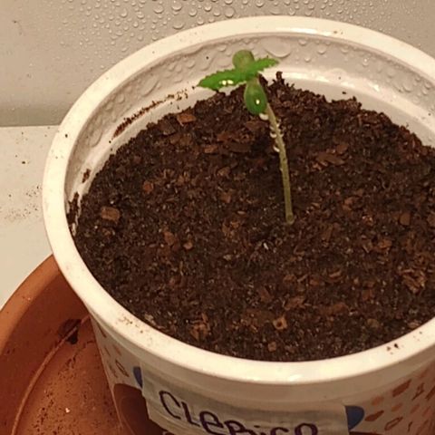 Clerico (exterior) growlog timeline photo