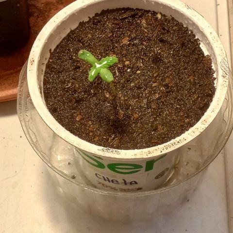 Cheta (exterior) growlog timeline photo