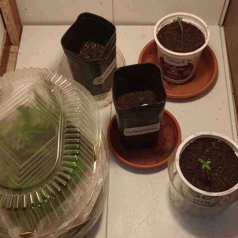 Cheta (exterior) growlog timeline photo