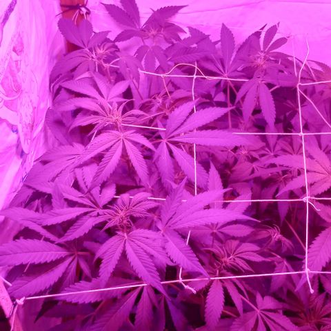 Clericó perroo growlog timeline photo