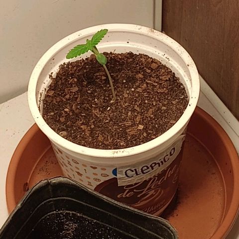 Clerico (exterior) growlog timeline photo