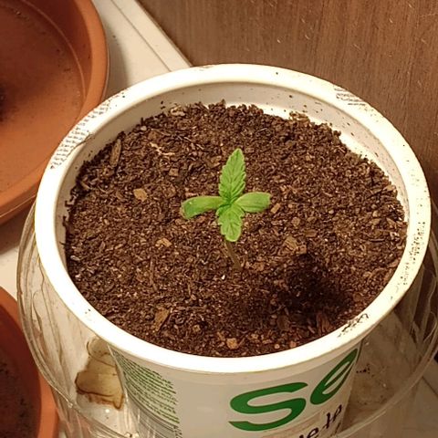 Cheta (exterior) growlog timeline photo