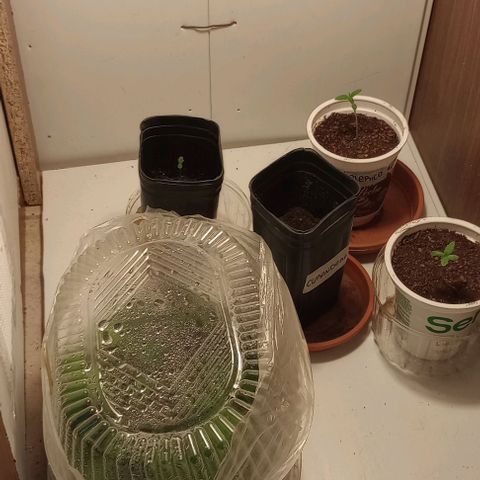 Cheta (exterior) growlog timeline photo